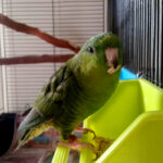 Green-Bean-birdy-1000x669