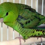 NormalGreen