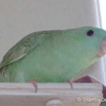 TurquoiseDFDilute