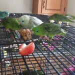 eating_on_top_of_cage
